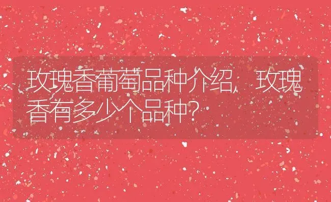 玫瑰香葡萄品种介绍,玫瑰香有多少个品种？ | 养殖科普