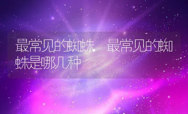 最常见的蜘蛛,最常见的蜘蛛是哪几种 | 养殖资料