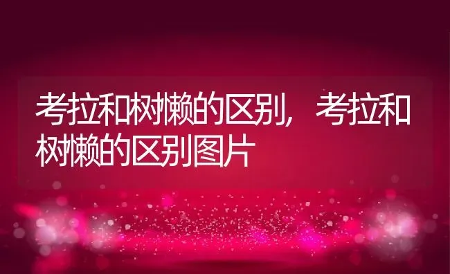 考拉和树懒的区别,考拉和树懒的区别图片 | 养殖科普