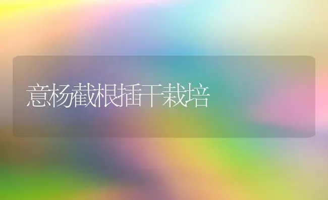 意杨截根插干栽培 | 养殖技术大全