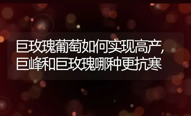 巨玫瑰葡萄如何实现高产,巨峰和巨玫瑰哪种更抗寒 | 养殖学堂