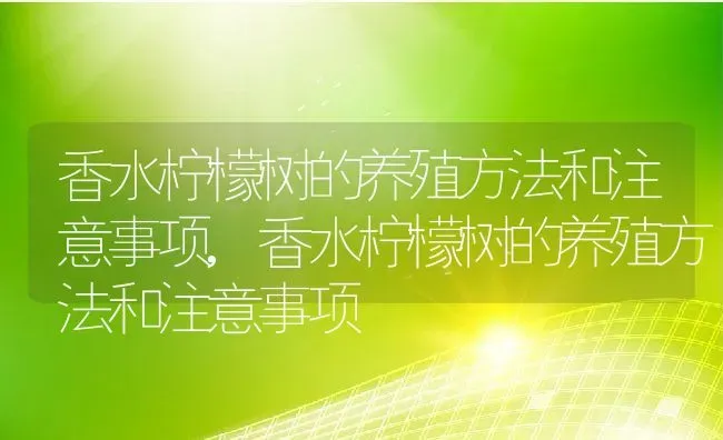 香水柠檬树的养殖方法和注意事项,香水柠檬树的养殖方法和注意事项 | 养殖科普