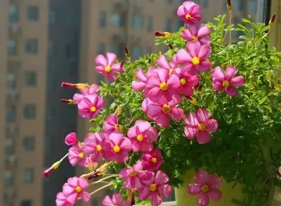 种什么花好看又好养,什么花既好看又好养？
