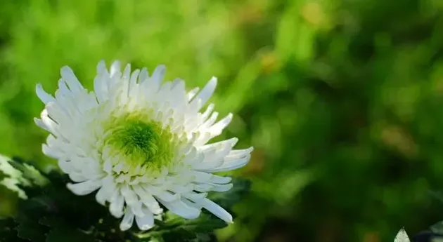 菊花哪种品种最好,五大菊花名品？