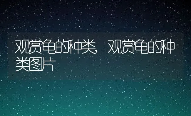 观赏龟的种类,观赏龟的种类图片 | 养殖资料