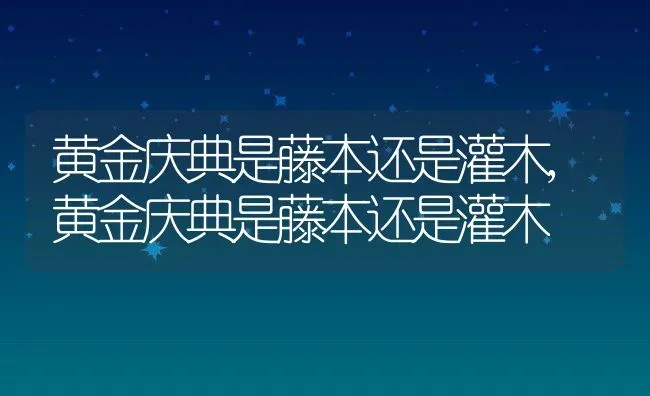 黄金庆典是藤本还是灌木,黄金庆典是藤本还是灌木 | 养殖科普