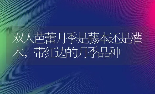 双人芭蕾月季是藤本还是灌木,带红边的月季品种 | 养殖学堂