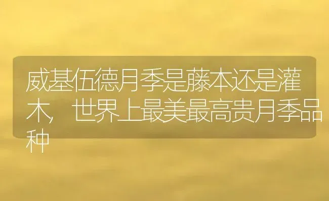 威基伍德月季是藤本还是灌木,世界上最美最高贵月季品种 | 养殖学堂