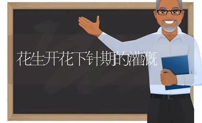 花生开花下针期的灌溉 | 养殖知识