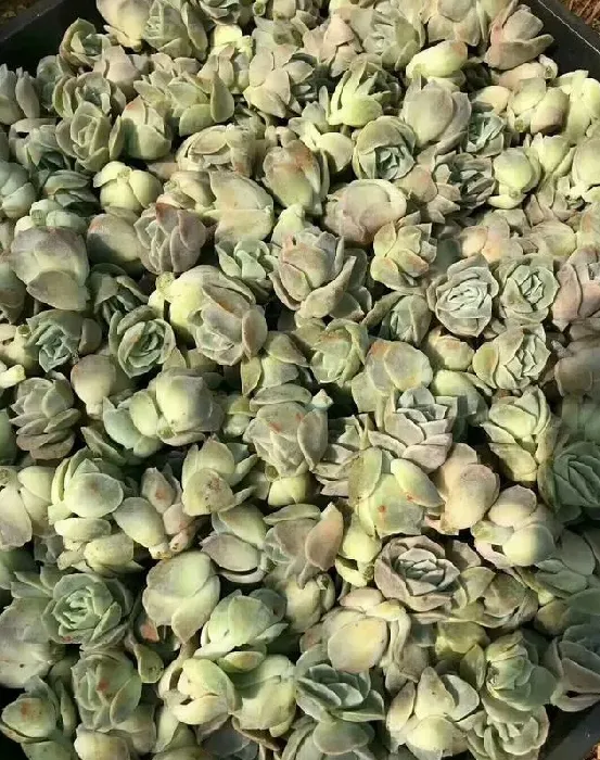 可爱玫瑰多肉好度夏吗,可爱玫瑰多肉怎么养护？