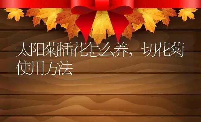 太阳菊插花怎么养,切花菊使用方法 | 养殖学堂
