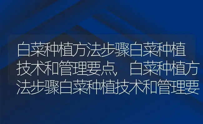 白菜种植方法步骤白菜种植技术和管理要点,白菜种植方法步骤白菜种植技术和管理要点 | 养殖科普