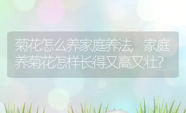 菊花怎么养家庭养法,家庭养菊花怎样长得又高又壮？ | 养殖科普