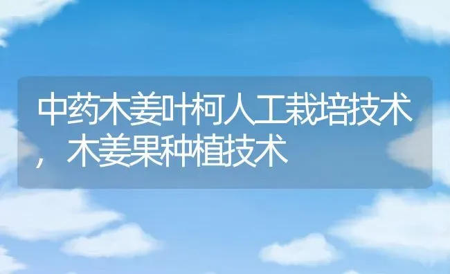 中药木姜叶柯人工栽培技术,木姜果种植技术 | 养殖学堂