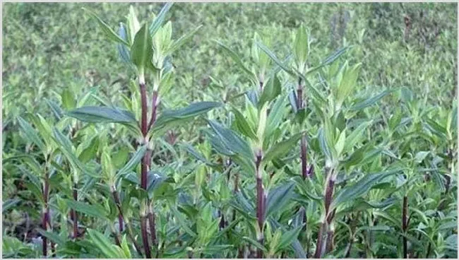 龙胆草种植注意事项 | 常识大全