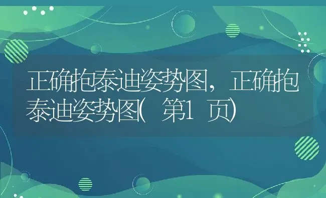 正确抱泰迪姿势图,正确抱泰迪姿势图(第1页) | 养殖科普