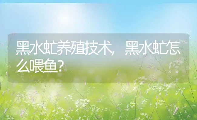 黑水虻养殖技术,黑水虻怎么喂鱼？ | 养殖科普