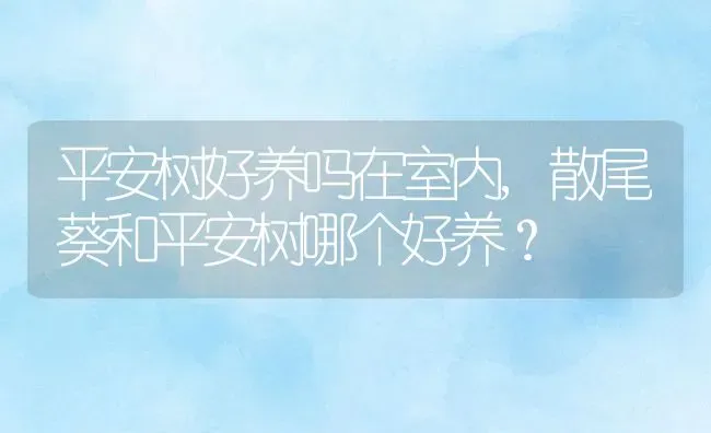 平安树好养吗在室内,散尾葵和平安树哪个好养？ | 养殖科普