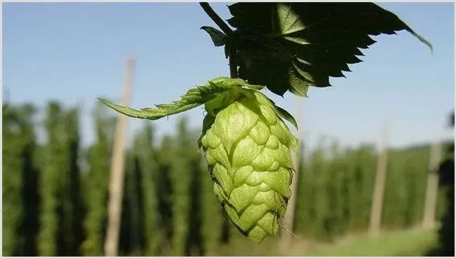 啤酒花的田间种植管理技术 | 三农知识