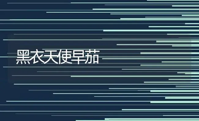 黑衣天使早茄 | 养殖知识