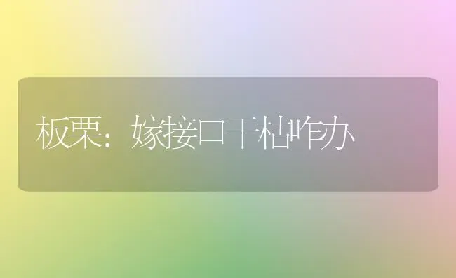 板栗：嫁接口干枯咋办 | 养殖知识