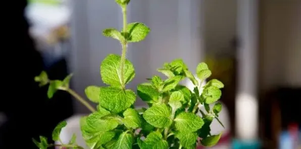 防蚊子的植物 | 生活常识