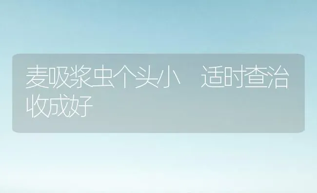 麦吸浆虫个头小 适时查治收成好 | 养殖知识