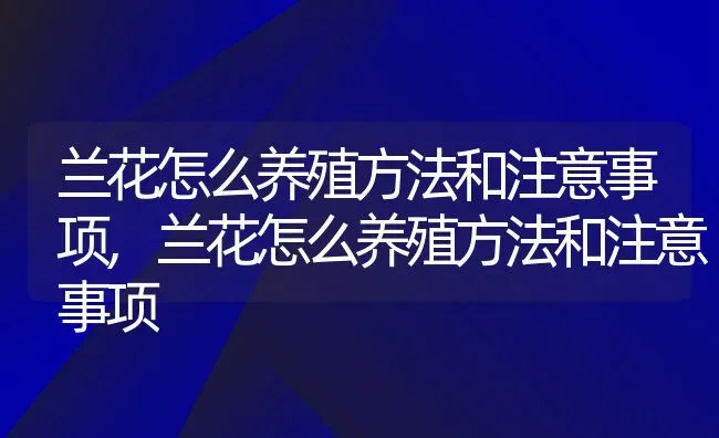 兰花怎么养殖方法和注意事项,兰花怎么养殖方法和注意事项 | 养殖科普