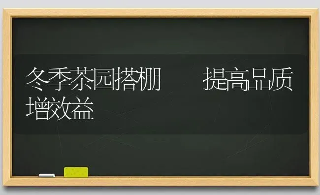 冬季茶园搭棚  提高品质增效益 | 养殖技术大全