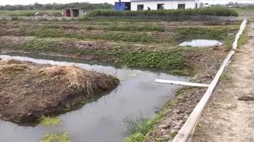 水蛭养殖池的建造图片 | 妙招大全