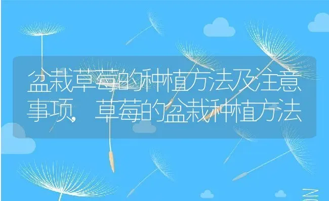 盆栽草莓的种植方法及注意事项,草莓的盆栽种植方法 | 养殖学堂