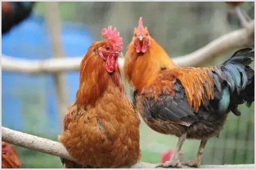 肉鸡的营养价值 | 生活妙招