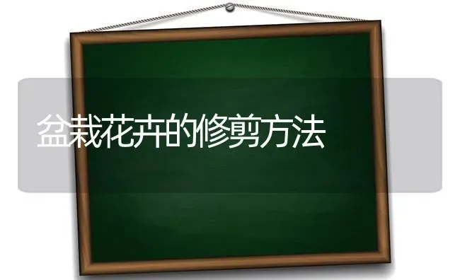 盆栽花卉的修剪方法 | 养殖技术大全