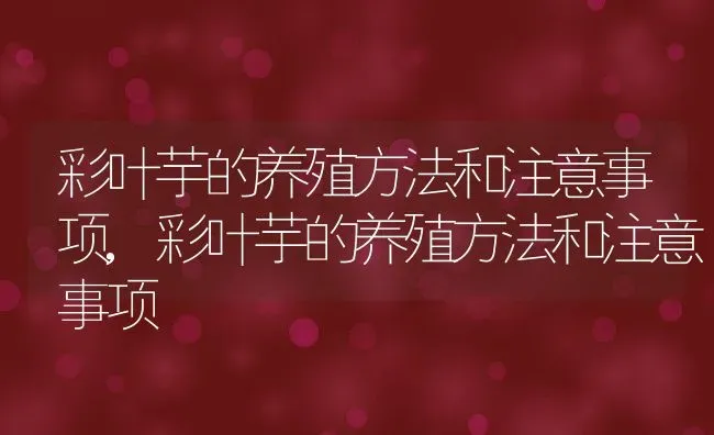 彩叶芋的养殖方法和注意事项,彩叶芋的养殖方法和注意事项 | 养殖科普