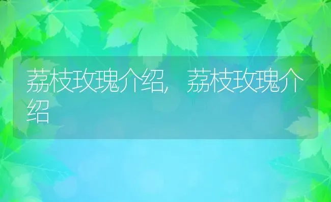 荔枝玫瑰介绍,荔枝玫瑰介绍 | 养殖科普