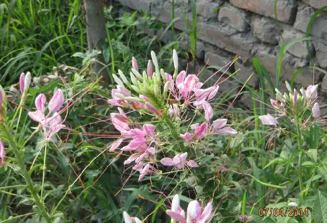 花籽怎么种,刚成熟的花种子能发芽么？