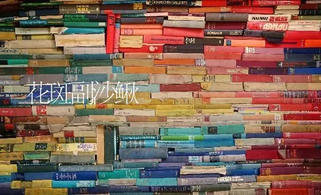 花斑副沙鳅 | 养殖技术大全