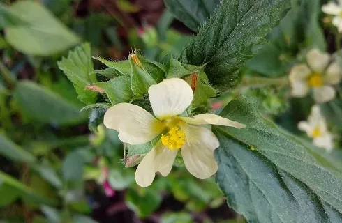 一月开什么花?,1月除了山茶花开还有什么花会开？