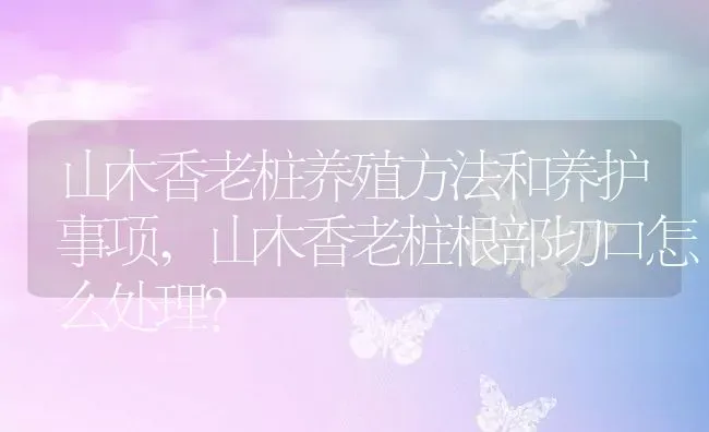 山木香老桩养殖方法和养护事项,山木香老桩根部切口怎么处理？ | 养殖科普