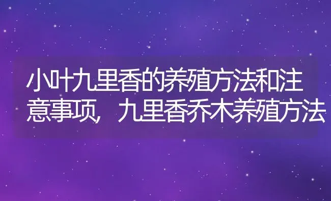 小叶九里香的养殖方法和注意事项,九里香乔木养殖方法 | 养殖学堂