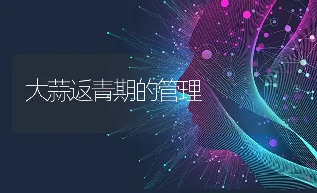 大蒜返青期的管理 | 养殖知识