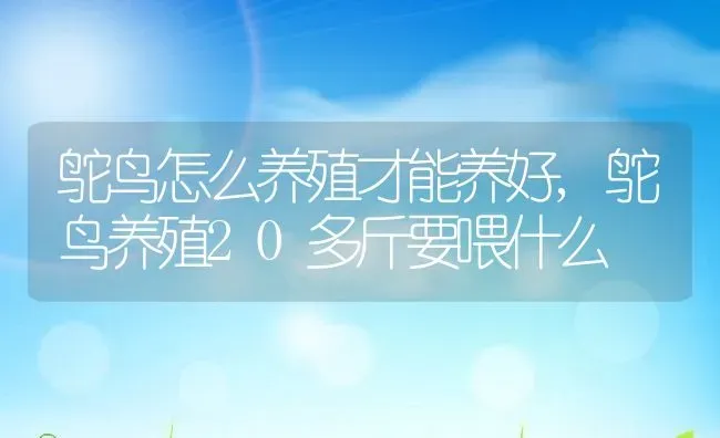 鸵鸟怎么养殖才能养好,鸵鸟养殖20多斤要喂什么 | 养殖学堂