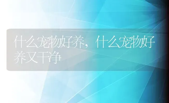 什么宠物好养,什么宠物好养又干净 | 养殖科普