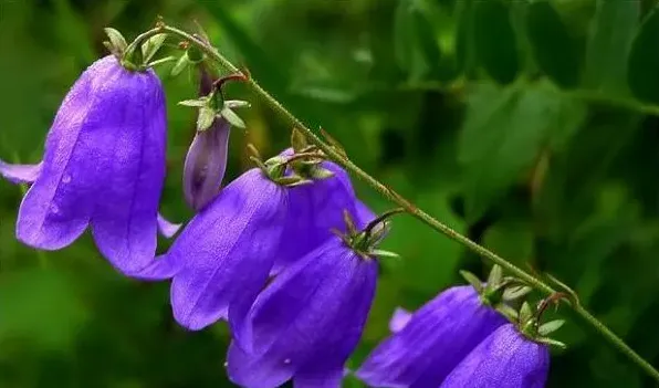 蓝风铃花谢后怎么处理 | 生活妙招