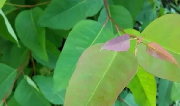 桉树散发的气味有毒吗，桉树的毒性分析 | 妙招大全