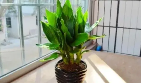观音竹和莲花竹一样吗 | 常识大全