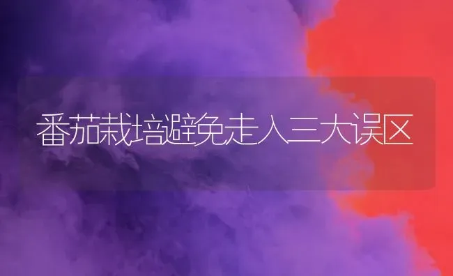 番茄栽培避免走入三大误区 | 养殖技术大全