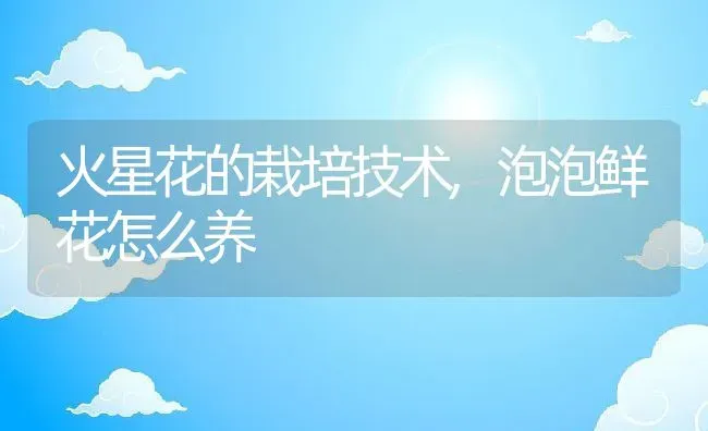 火星花的栽培技术,泡泡鲜花怎么养 | 养殖学堂