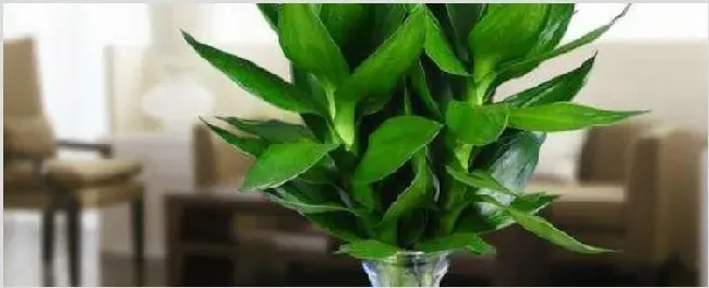 观音竹和莲花竹一样吗 | 常识大全