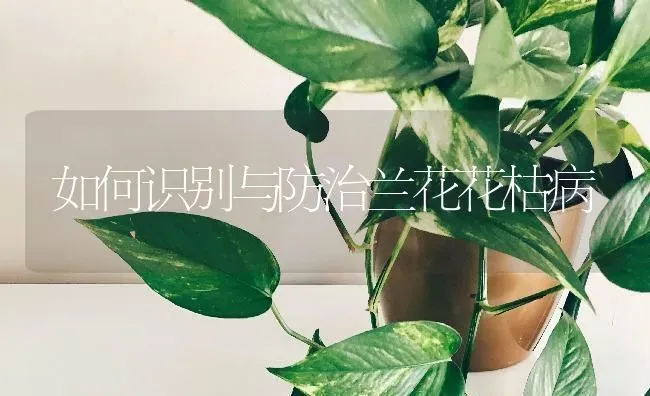 如何识别与防治兰花花枯病 | 养殖技术大全